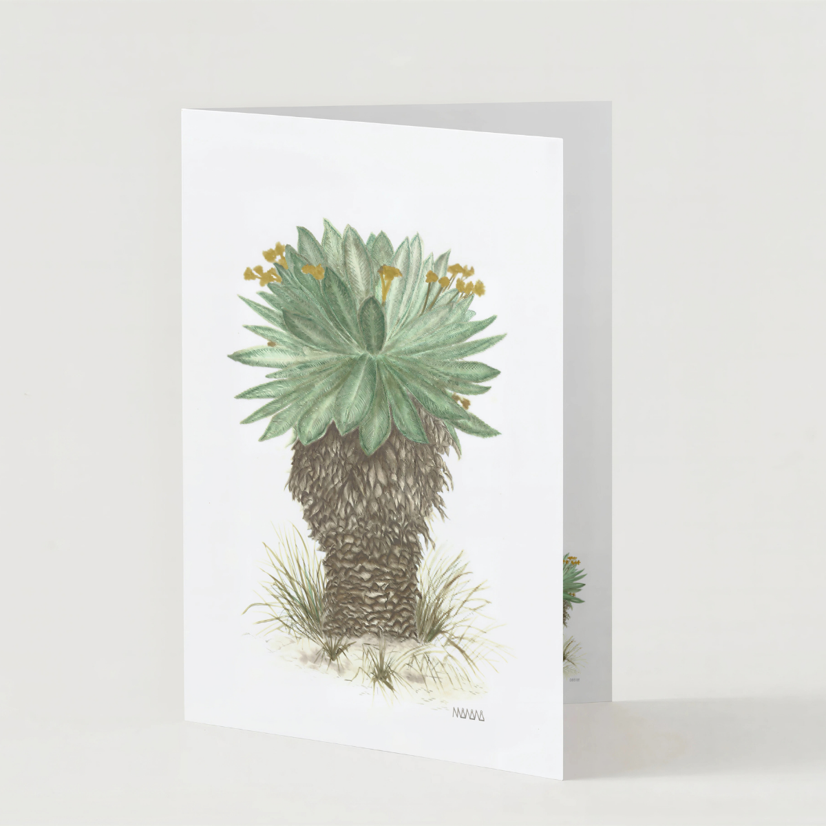 Tarjeta de Frailejón en Acuarela | Arte Botánico