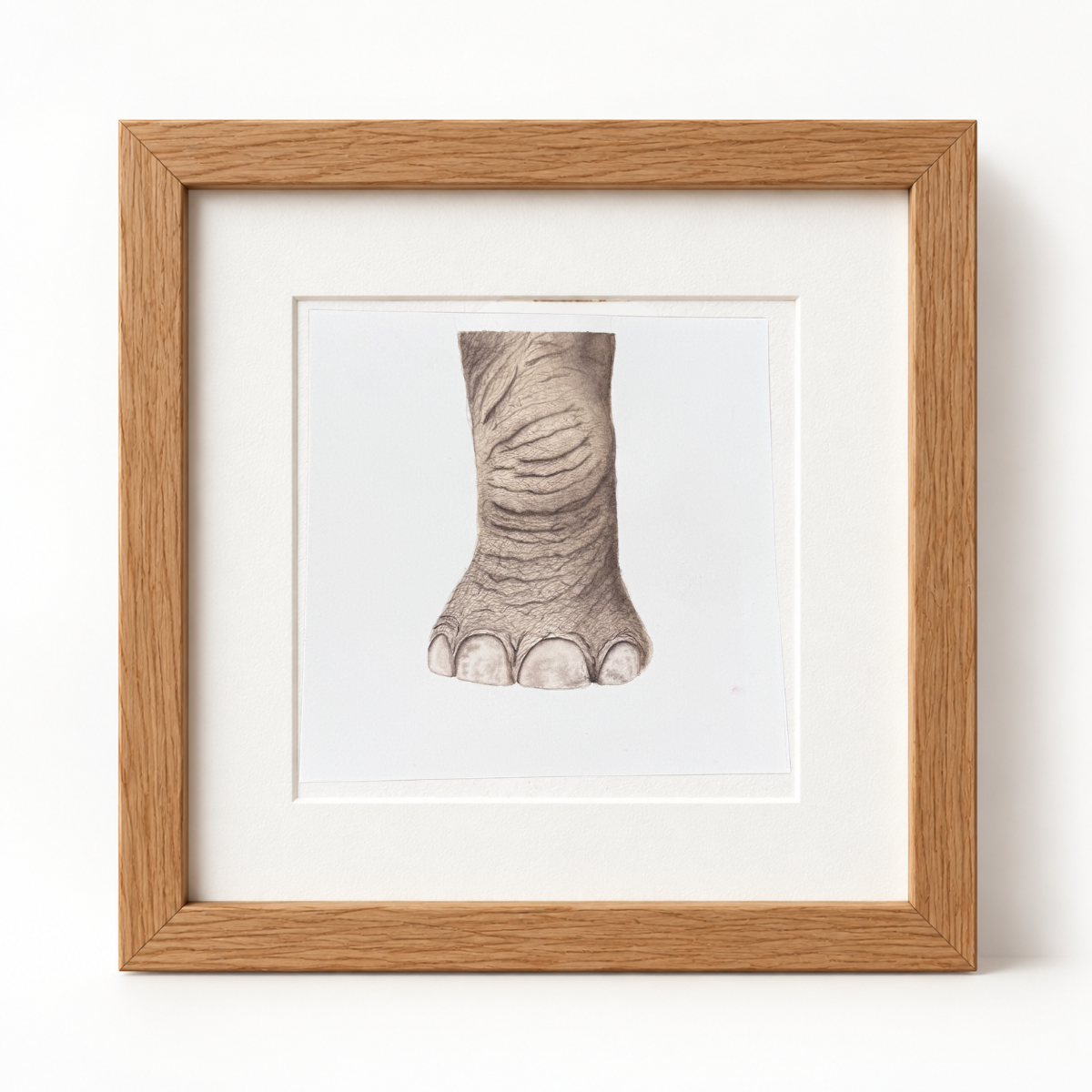 Pata de Elefante | Acuarela Original de la serie La Mirada Lenta