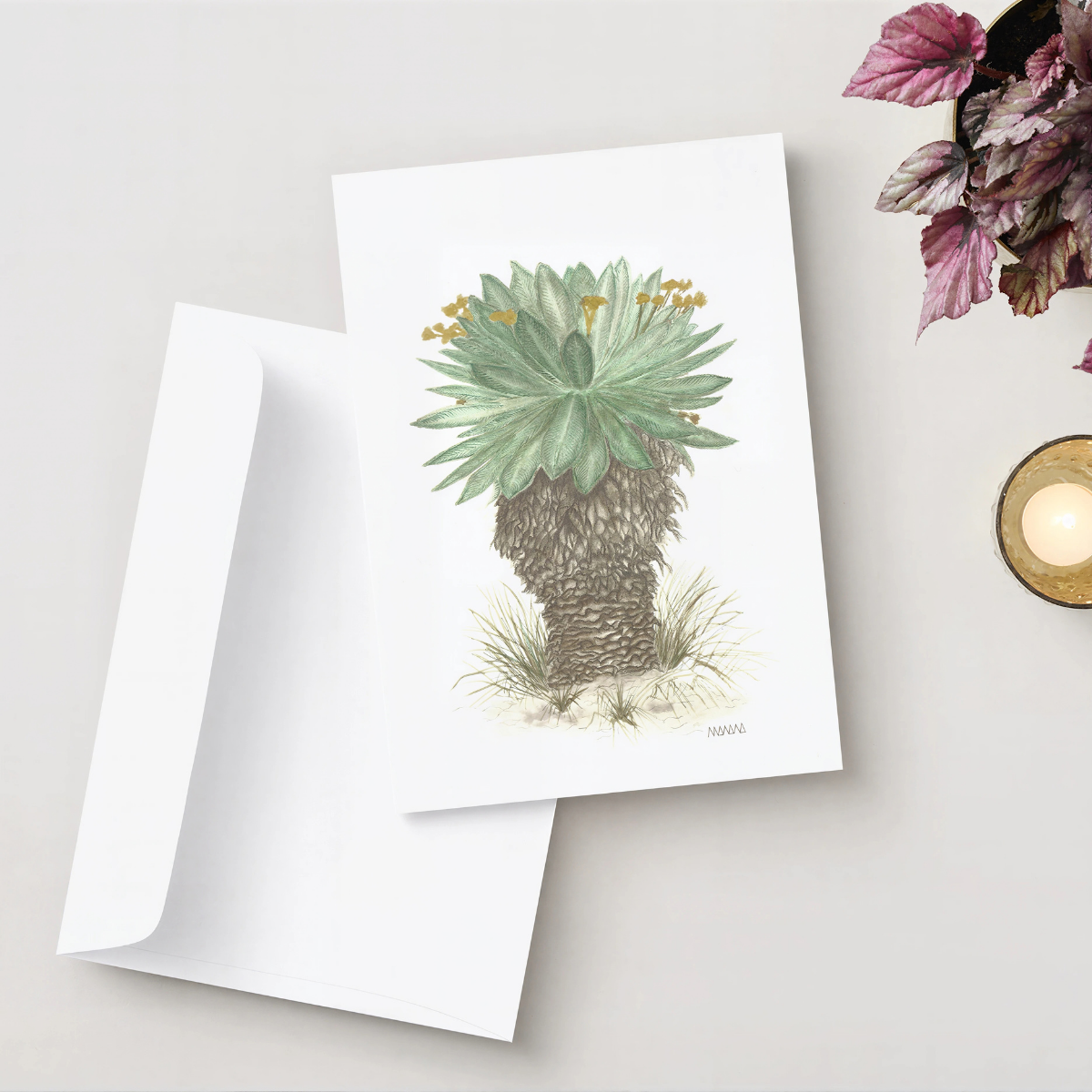 Tarjeta de Frailejón en Acuarela | Arte Botánico