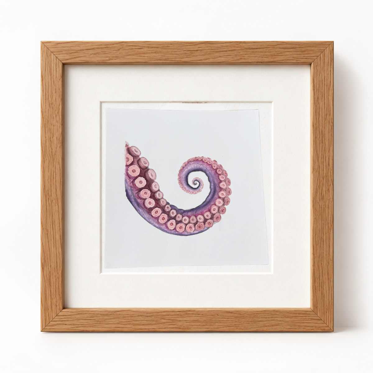 Ventosa de Pulpo | Acuarela Original de la serie La Mirada Lenta