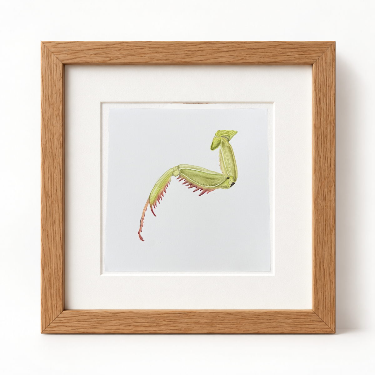 Pata Raptora de Mantis | Acuarela Original de la serie La Mirada Lenta