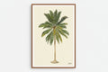Calm Palm