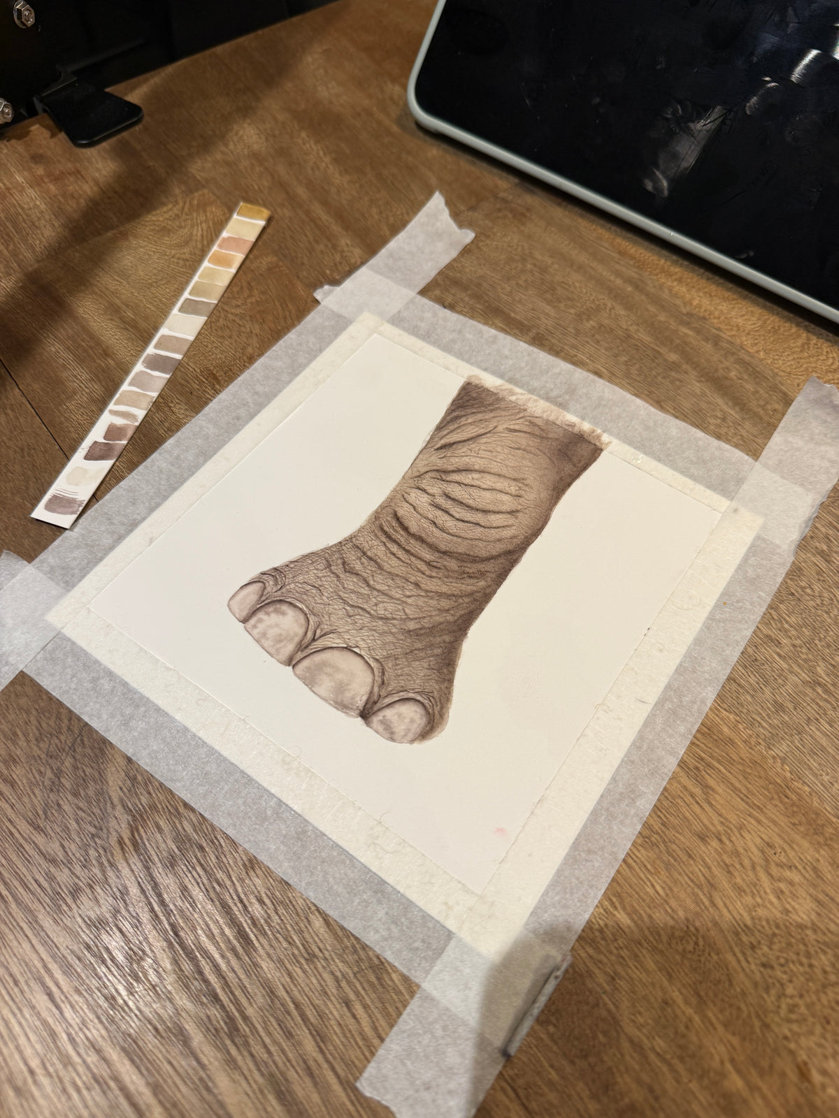 Pata de Elefante | Acuarela Original de la serie La Mirada Lenta