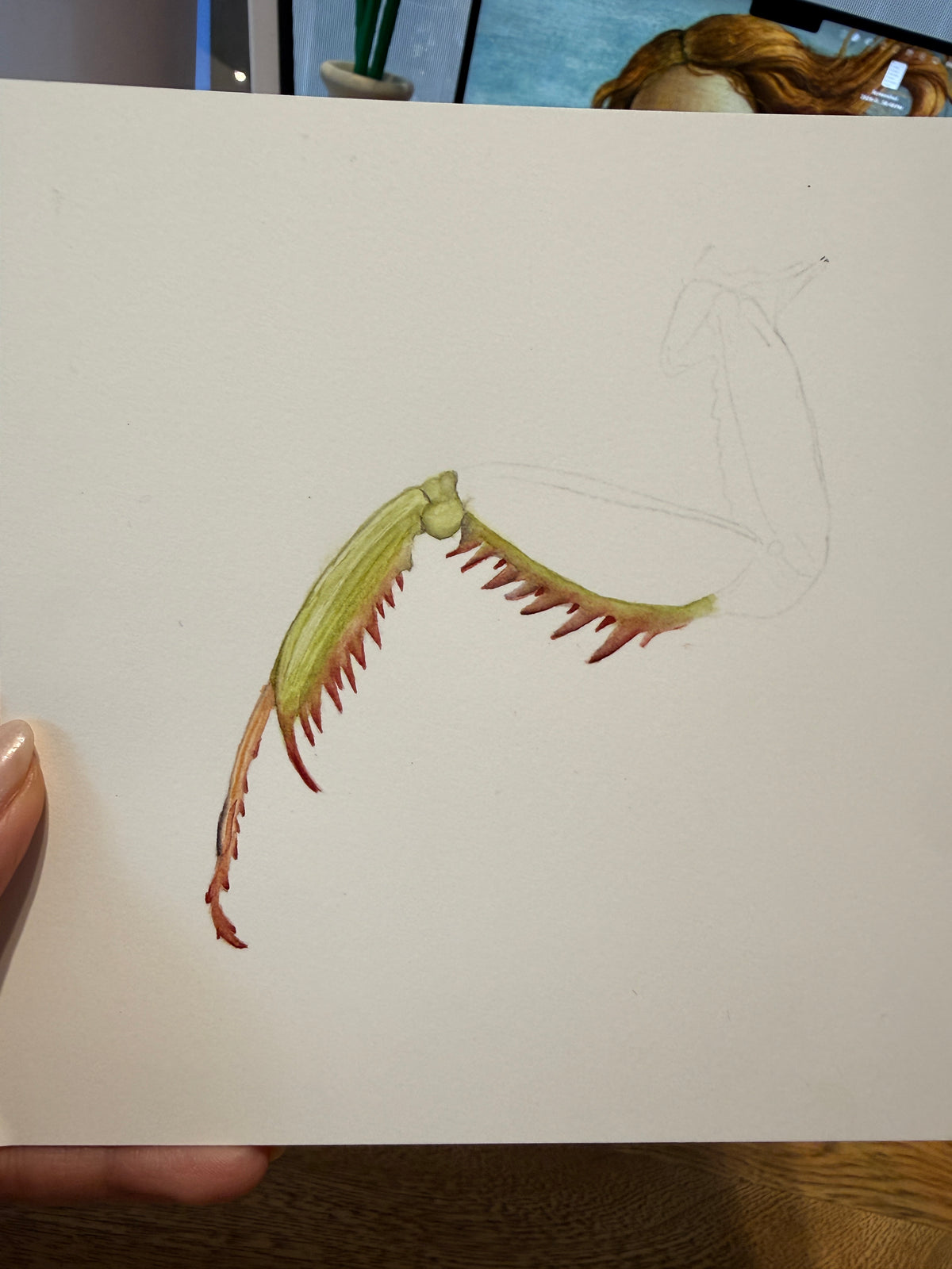 Pata Raptora de Mantis | Acuarela Original de la serie La Mirada Lenta