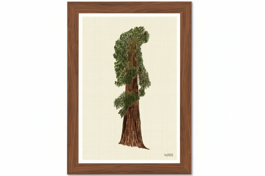 Still Sequoia