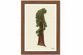 Still Sequoia
