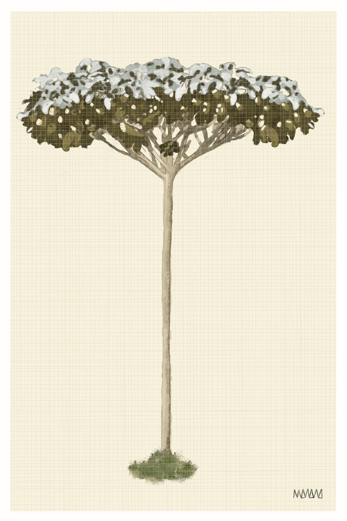 Yarumo | Estudio botánico