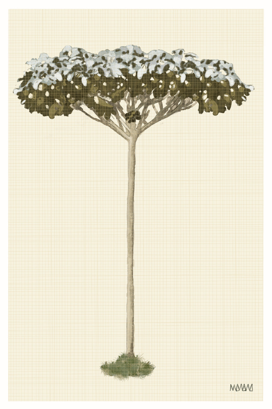 Yarumo | Estudio botánico