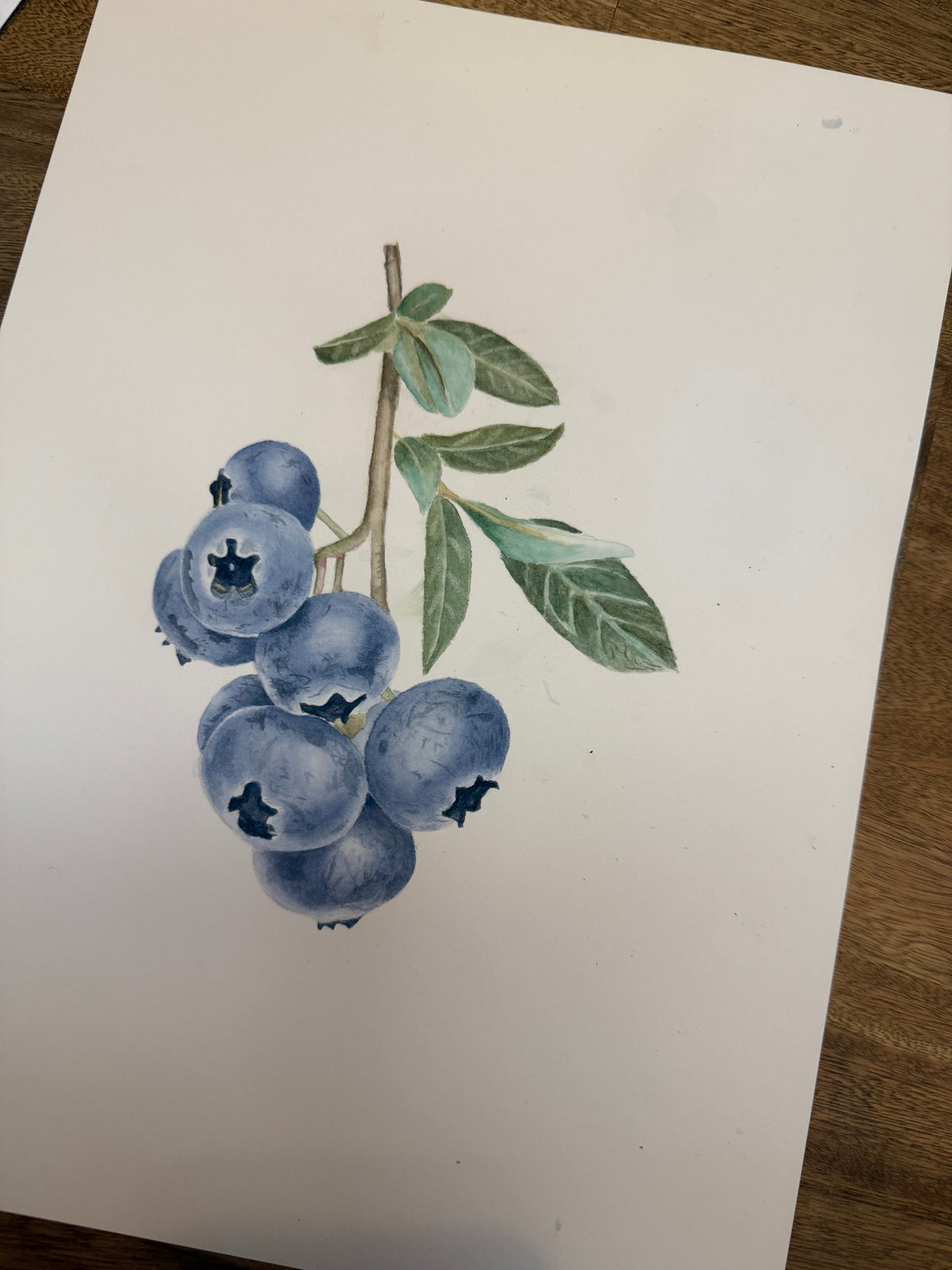 Arándanos