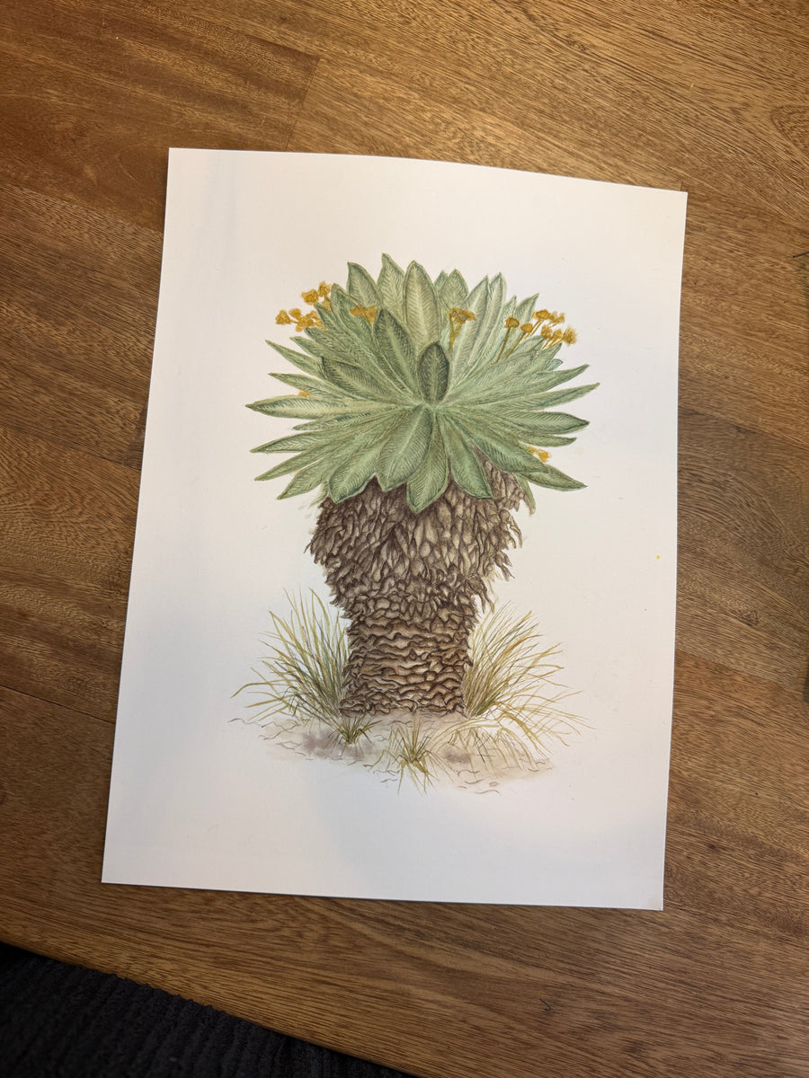 Frailejón