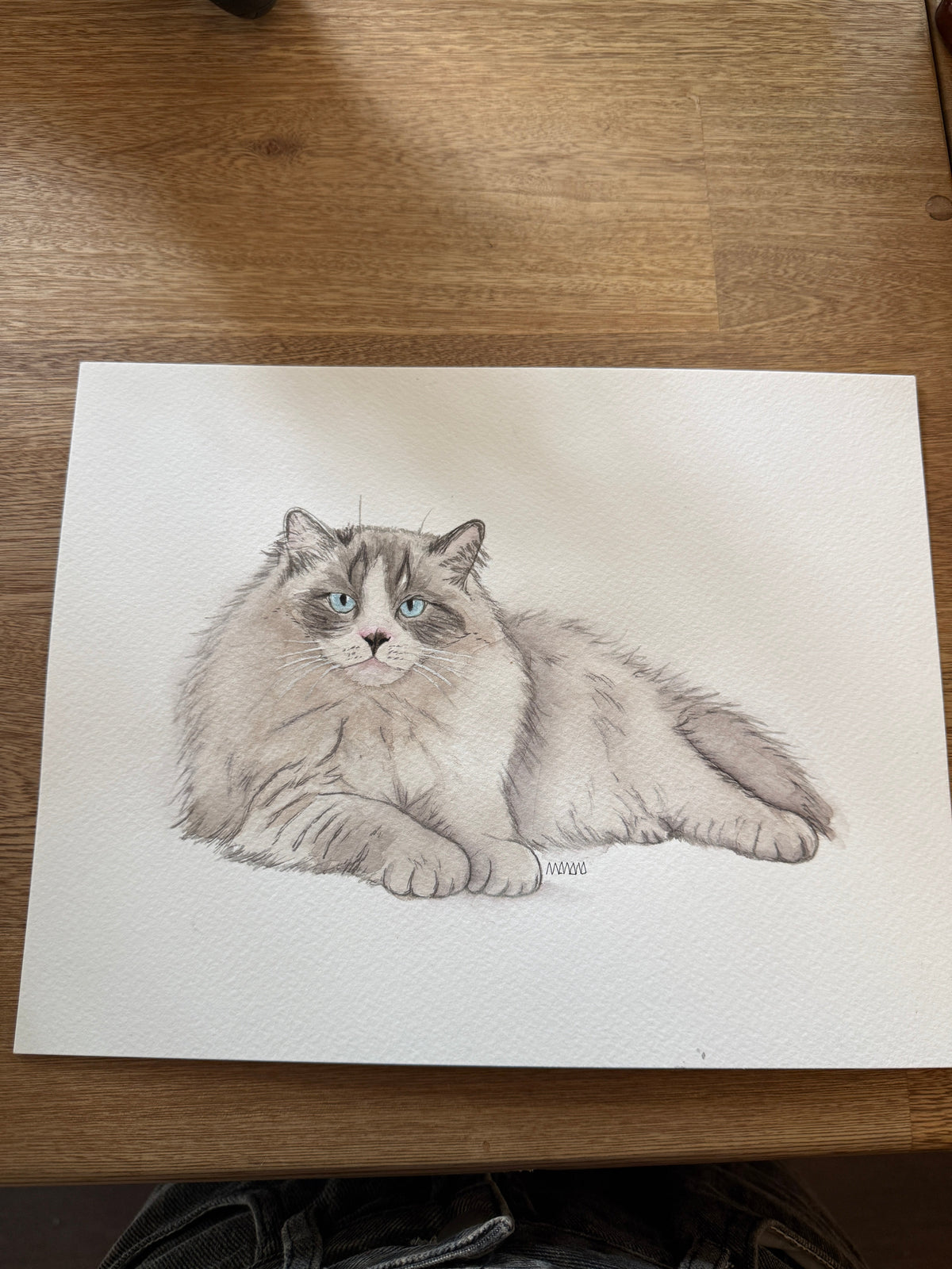 Gato ragdoll