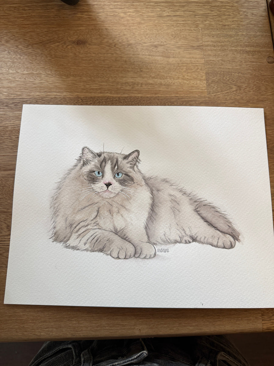 Gato ragdoll