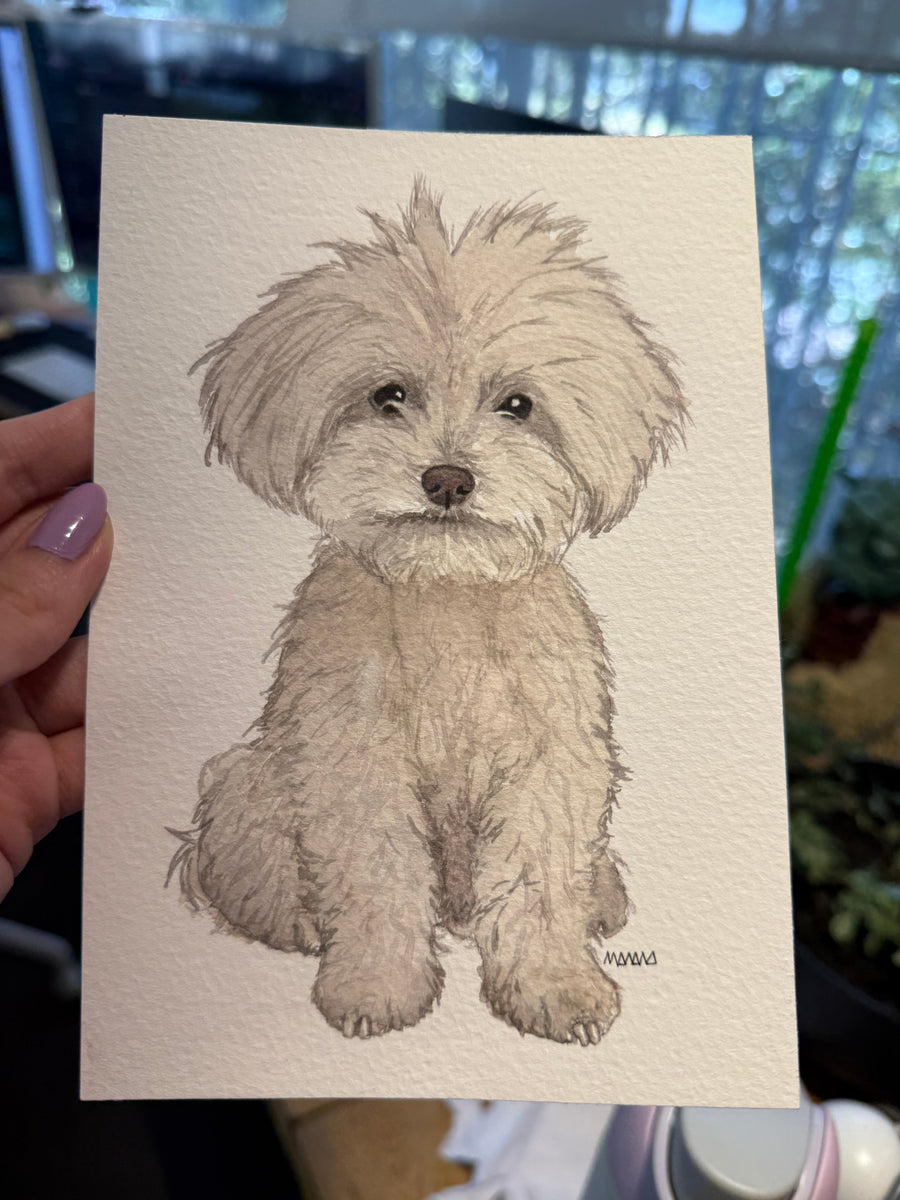 Perro maltés